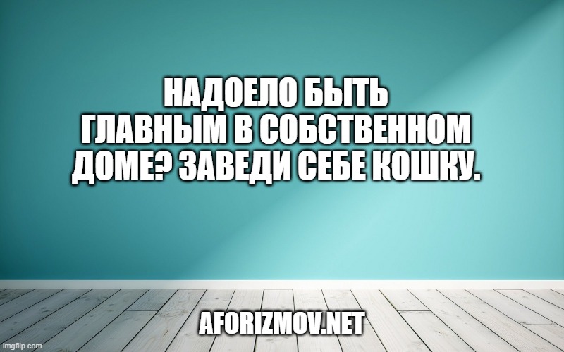 Надоело быть главным в собственном доме? Заведи себе кошку.