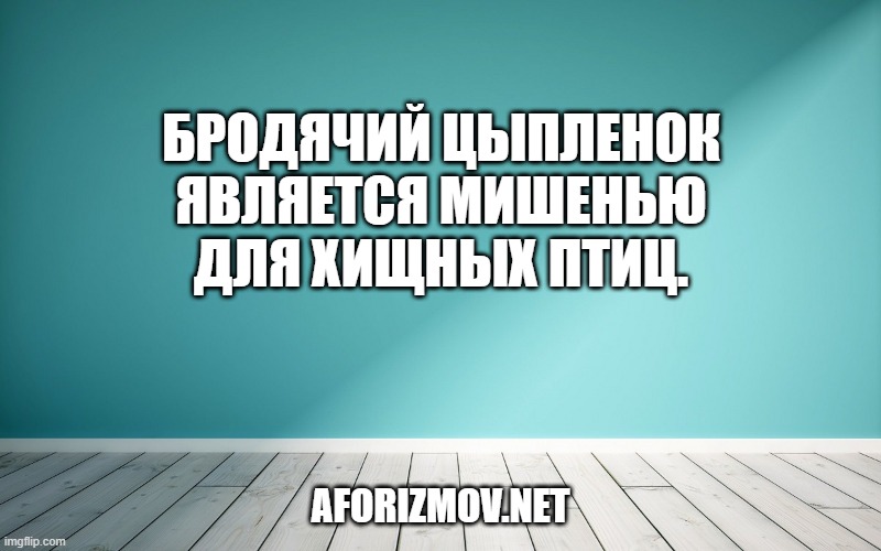Бродячий цыпленок является мишенью для хищных птиц.