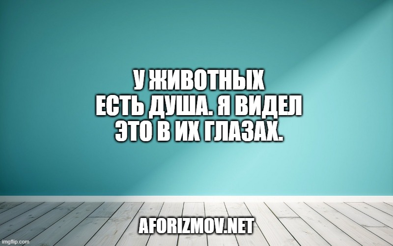 У животных есть душа. Я видел это в их глазах.