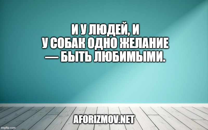 И у людей, и у собак одно желание — быть любимыми.